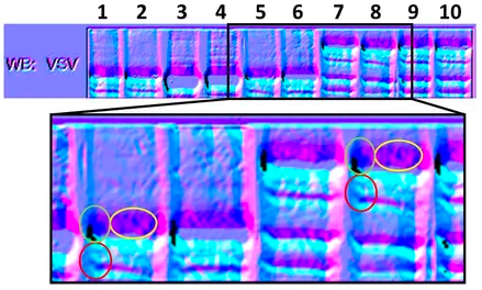 Figure 1c from a 2003 Nature article. The image seems to show bands which have been duplicated and manipulated.