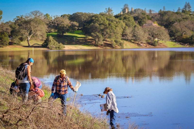 Students gather on the steep slope next to the water at Lake Lagunita with clipboards, nets, and other tools to find wildlife.