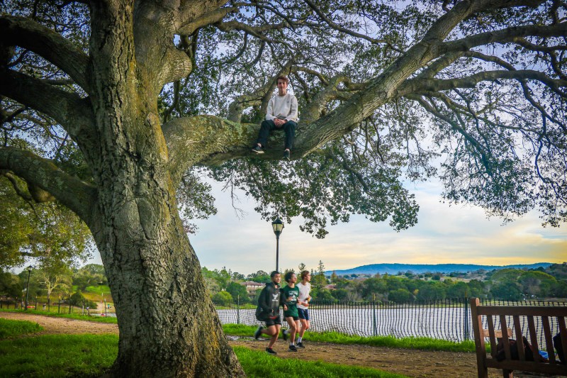 A student sits in a tree facing the camera while three students jog underneath.