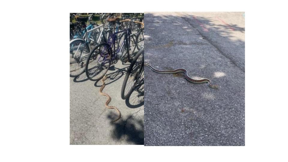 Two pictures showcase a snack slithering on cement. One photo is shows the snake next to a bike rack.