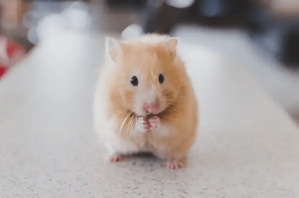 A cute, ample-cheeked mouse stares at the camera.