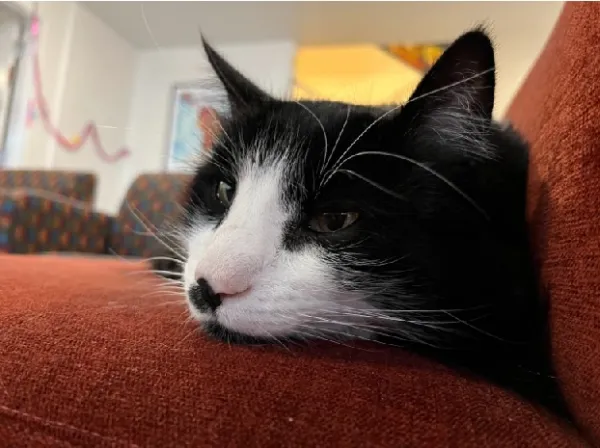 Black and white cat lays on red couch