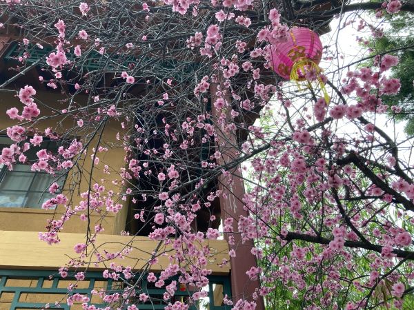 Pink blossoms growing against a temple.