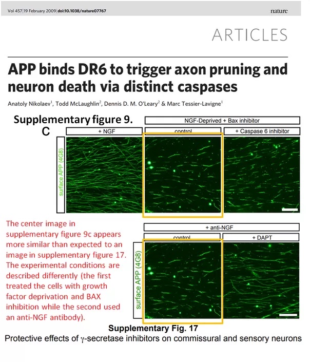 APP binds DR6 to trigger axon pruning and neuron death via distinct caspases Figures 9 and 17 show two similar-looking frames.
