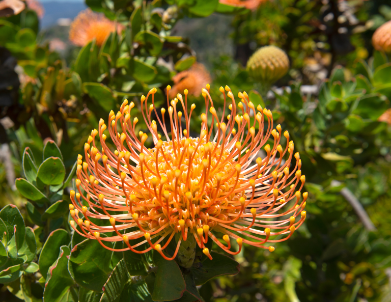 A golden flower with lots of little hairs.