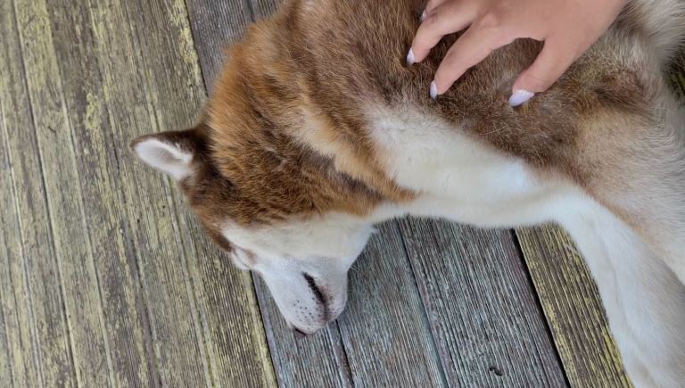 Photo of dog (Tattoo) and author's hand.