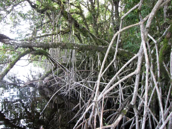 A mangrove forrest at Temash River, Sarstoon Temash National Park, Belize. (Photo courtesy of The Advocacy Project)