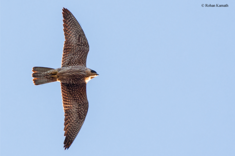 A peregrine falcon mid-flight, viewed from below