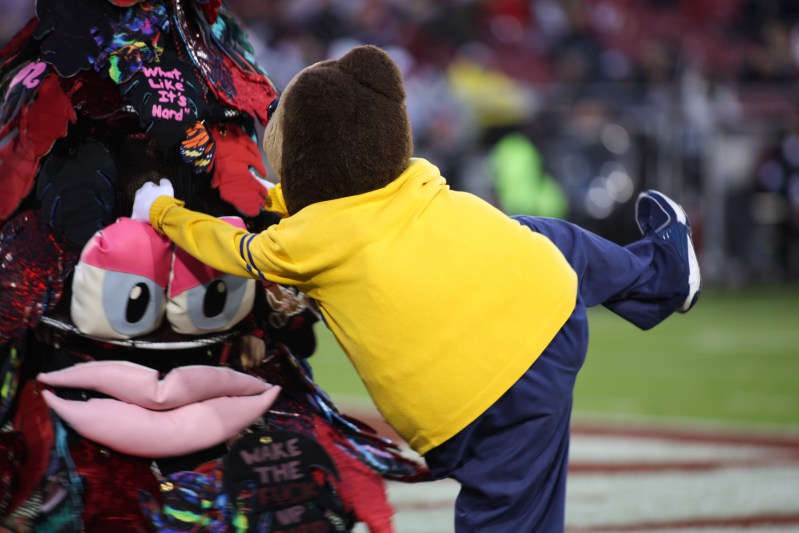 Someone in a bear costume raises one leg as they grab the cloth leaves on the Stanford mascot costume.