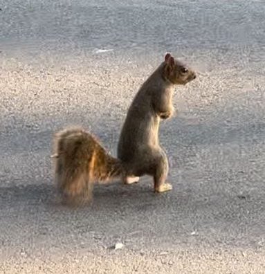 A squirrel on the ground