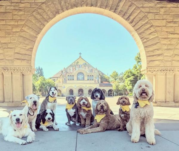 Several dogs in an arch of Main Quad with Memorial Church visible in the background.