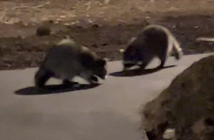 Two raccoons face each other on a sidewalk next to the dirt.