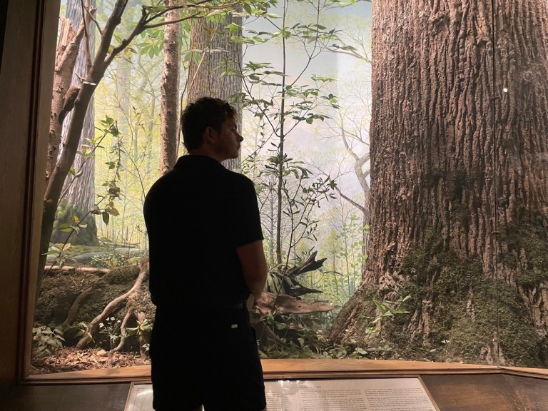 A silhouette of the author in front of a window, with trees behind the glass.