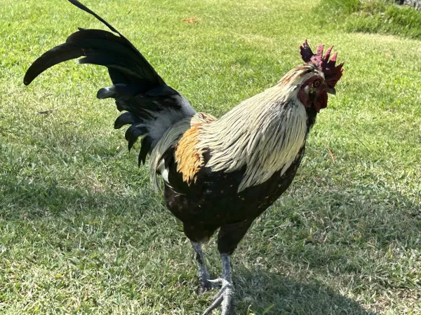 a rooster standing in a field of grass