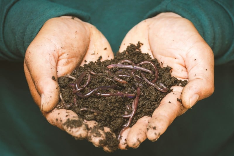 Cupped hands hold soil and earthworms.