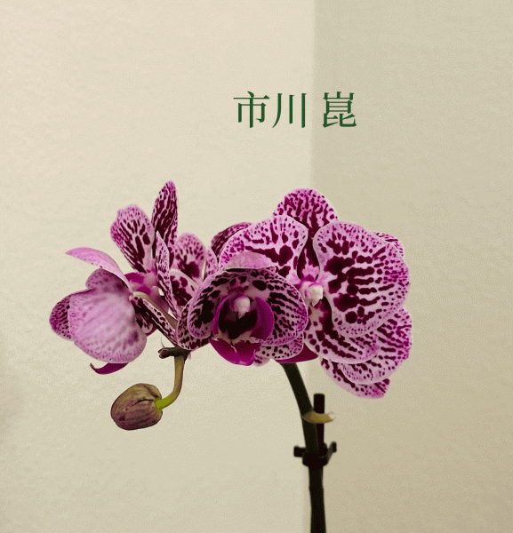 An orchid on a cream background with Japanese characters in green above it.