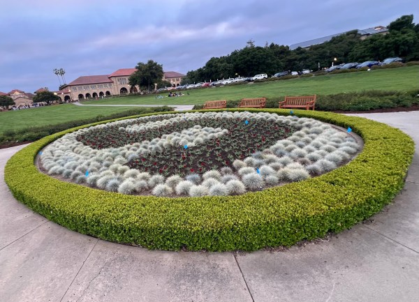 The Stanford "S" at the Oval, in full bloom.
