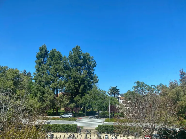 A view of Stanford's campus from Florence Moore Hall. Clear skies, tall green trees, and the bike rack are visible.