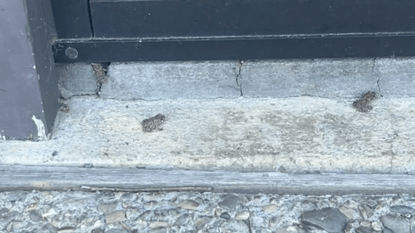 Two frogs on the pavement in front of a gray door / gate.