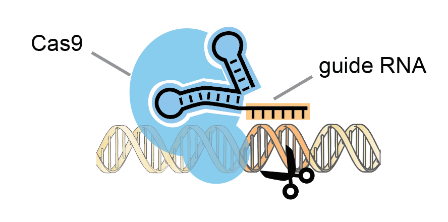 A graphic that shows how Cas9 interacts with guide RNA.