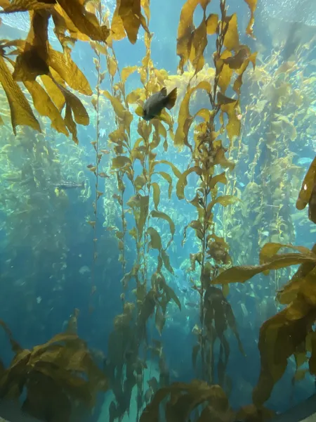 A photo of the Kelp forest