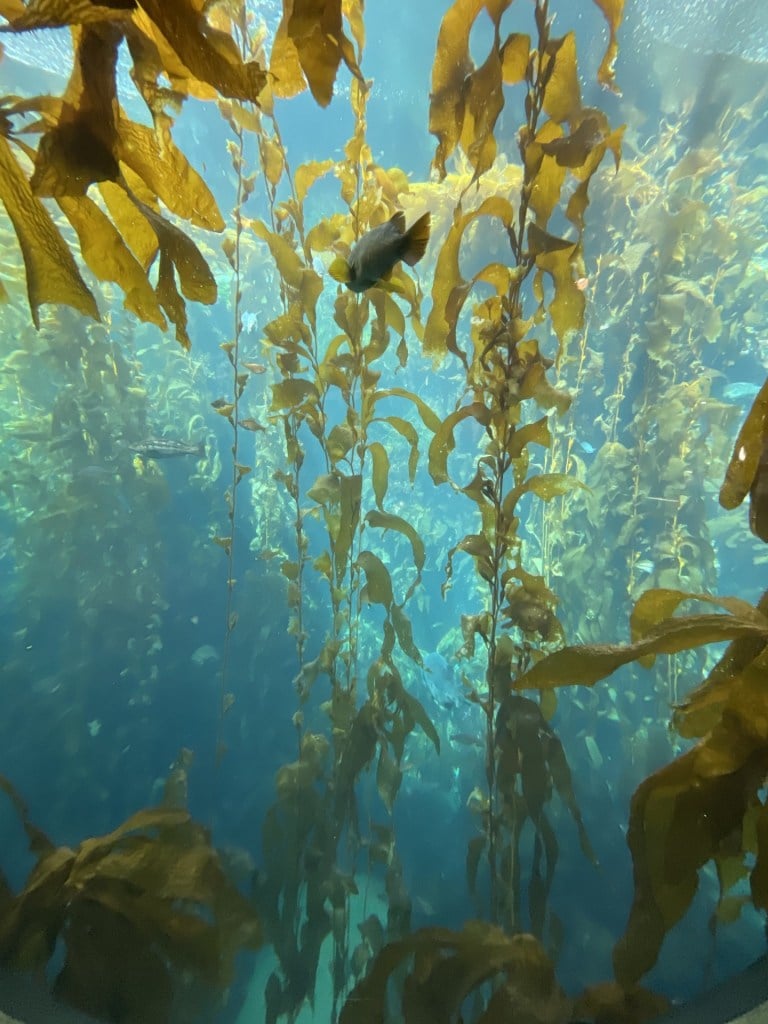 A photo of the Kelp forest