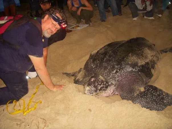 Crowder wearing a headlamp on a beach and kneeling next to a large sea turtle.