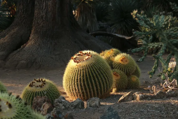 A Cactus in the Arizona Garden.