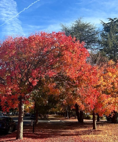 Red-leafed tree