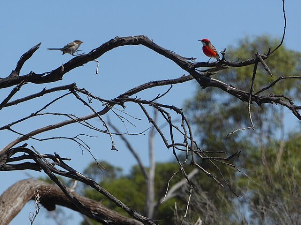 Two birds perched on a tree, looking at each other over a branch
