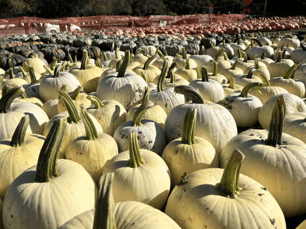 Multicolored pumpkins stretching into the horizon
