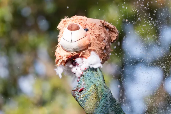 The head of a stuffed bear resting on the Claw Fountain in White Plaza. (Photo: CAYDEN GU/The Stanford Daily)