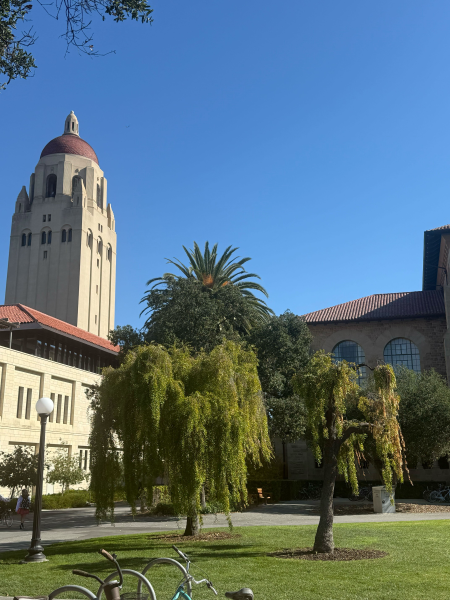 The willow tree outside Green Library. (Photo: EMERSON PRENTICE/The Stanford Daily)