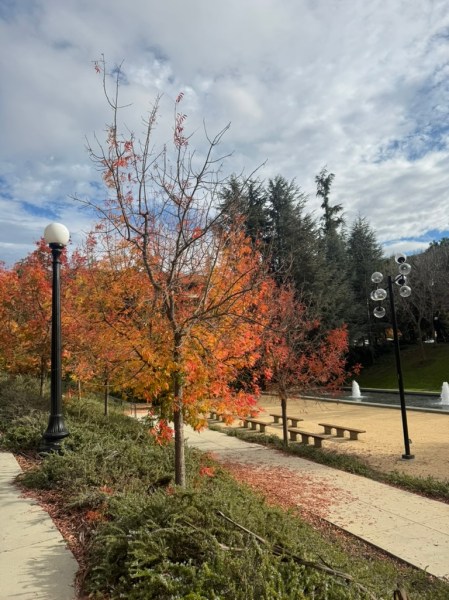 Terman fountain in the fall
