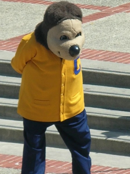 Oski, moments before disaster struck. (Courtesy of The Stanford Daily)