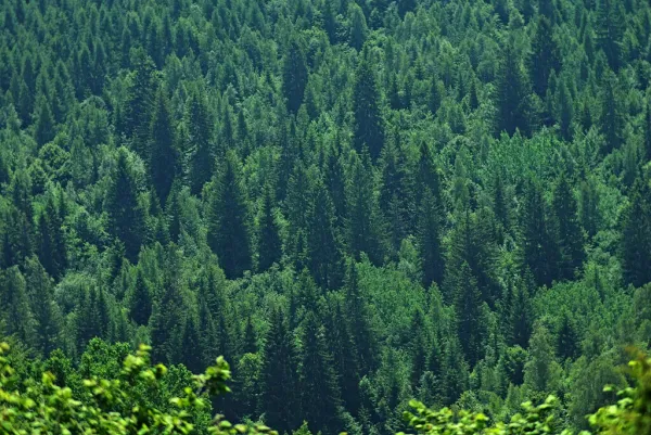 These are fir trees. And ONLY fir trees. (Courtesy of Wikimedia Commons)