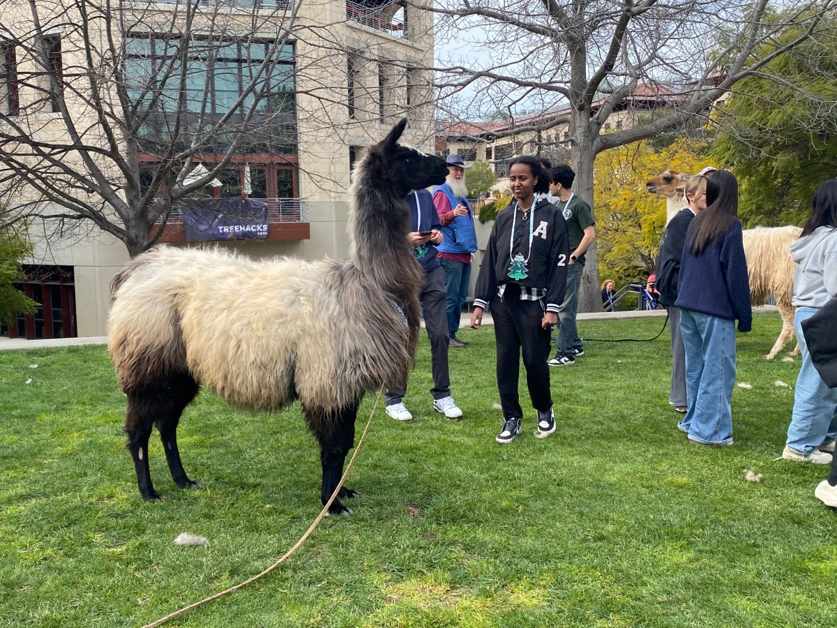 12th annual TreeHacks awards $500,000 in prizes 1 A llama standing outside of Jen-Hsun Huang Engineering Center