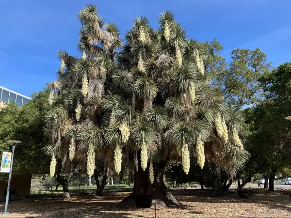 A yucca tree.