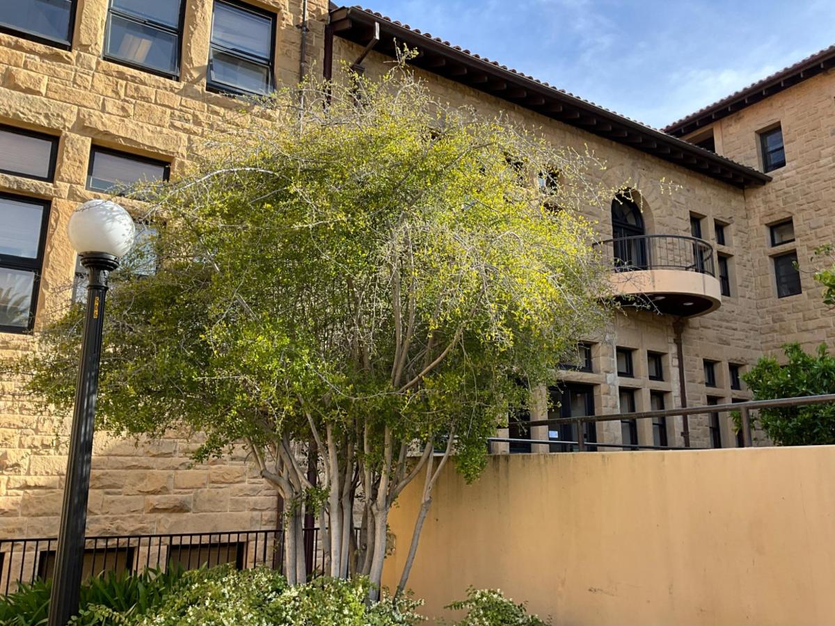 The life of a Stanford tree 2 A persimmon tree outside Lane History Corner.