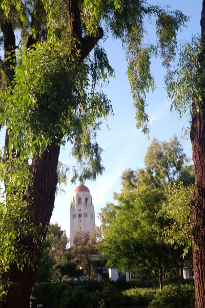 A photo of two trees before Hoover Tower.