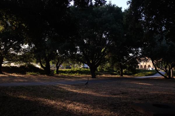 trees at stanford