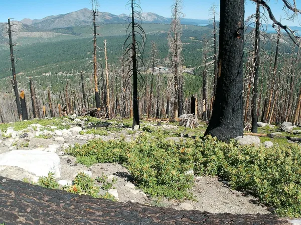 The Caldor Fire burn area between Meyers and Christmas Valley in El Dorado County, photographed summer 2026. The 2021 fire burned more than 221,000 acres, nearly 10,000 of them inside the Tahoe Basin. (Courtesy of Reid Reichardt)