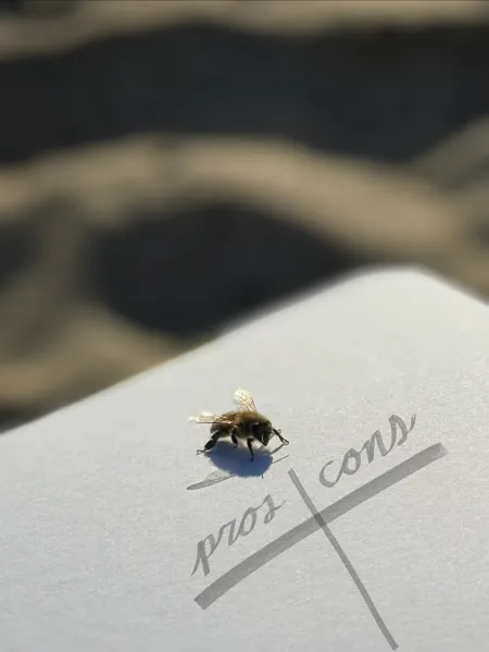 A bee approaching a pros and cons T-chart (Photo: SANYA GUPTA/The Stanford Daily)