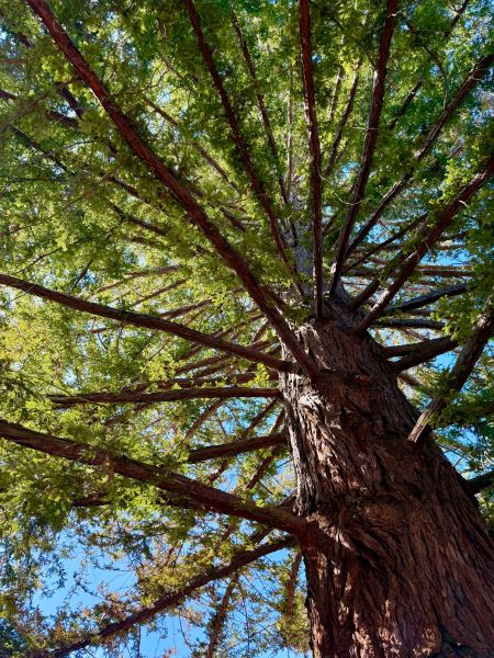 Upwards-facing view of the spreading branches of a great pine tree by the Stanford Daily building.