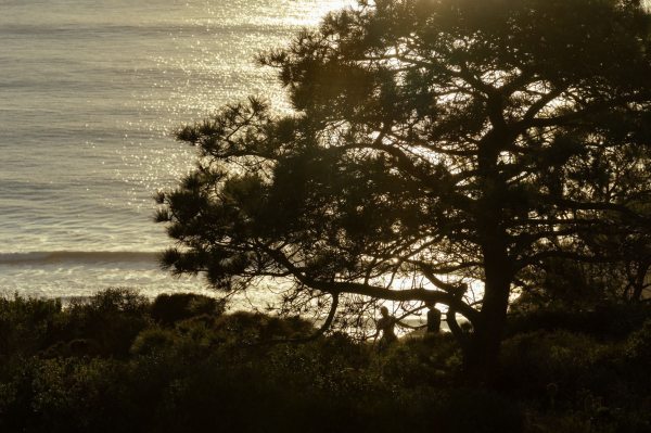 A scenic photo of a tree with a body of water behind it.