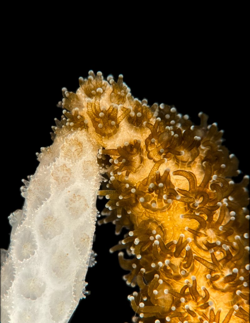 Stanford scientists find solution to reverse coral bleaching 1 Stanford scientists find solution to reverse coral bleaching